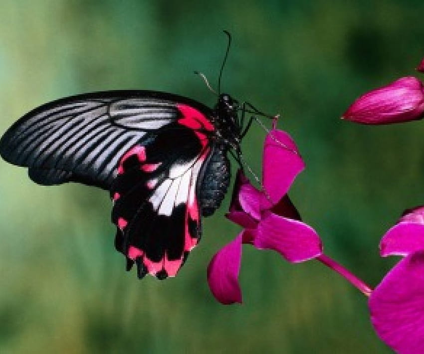 Hora de comer, flores, alimentándose de néctar, mariposa fondo de pantalla