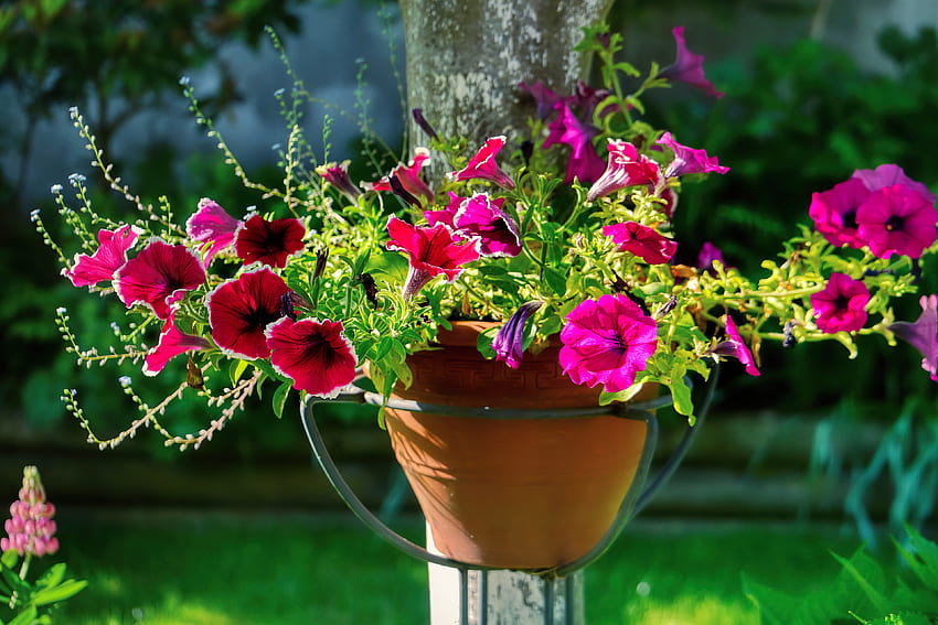 ดอกพิทูเนีย ดอกไม้ สีชมพู พิทูเนีย ฤดูร้อน สวน สวย วอลล์เปเปอร์ HD