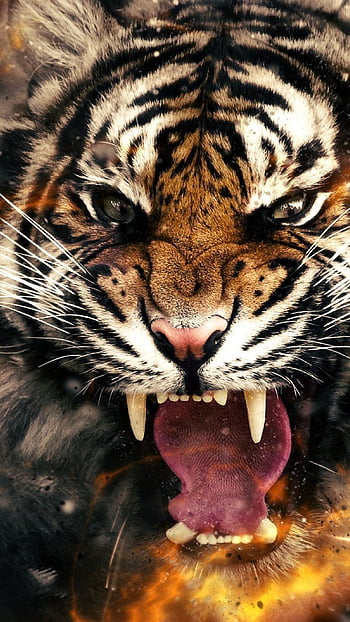 Angry tiger animal broken glasses glass wild HD phone wallpaper   Peakpx