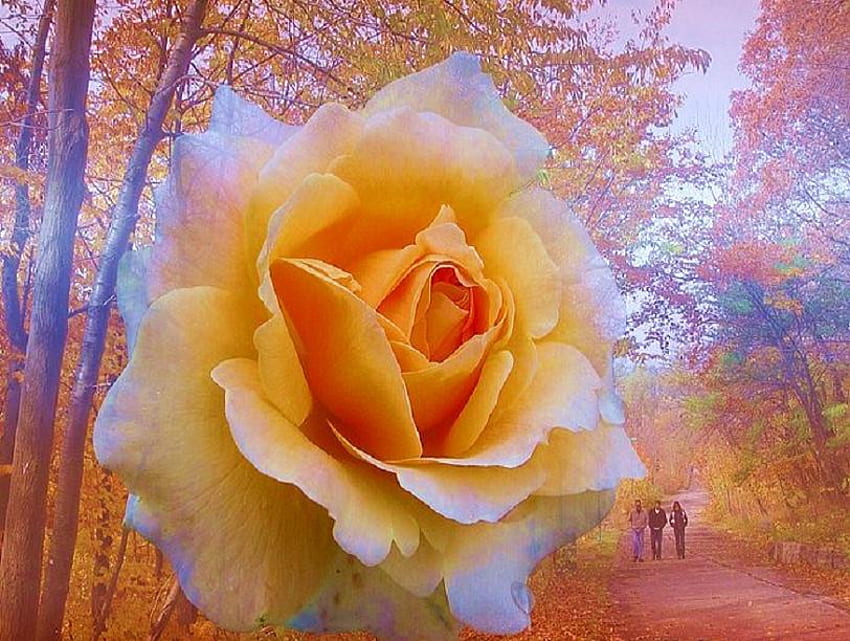 Rosa autunnale, luce nebbiosa, foglie colorate, sentiero, alberi, autunno, gente che cammina, rosa dorata Sfondo HD