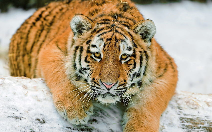 Zwierzęta, śnieg, leżeć, leżeć, drapieżnik, duży kot, tygrys Tapeta HD