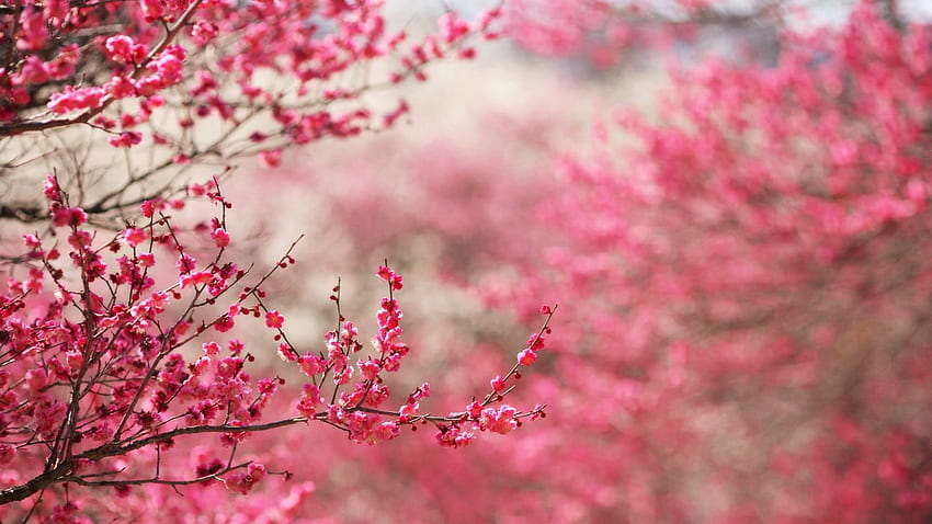 Cherry Blossoms Sakura Background [] para seu celular e tablet. Explore o fundo das flores de cerejeira. Cereja, Sakura Natureza papel de parede HD