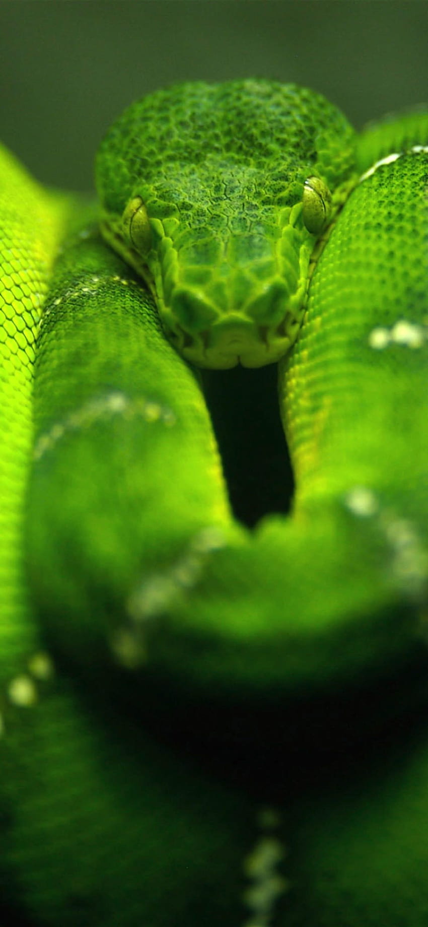 Serpiente animal verde. .sc iPhone XS Max fondo de pantalla del teléfono