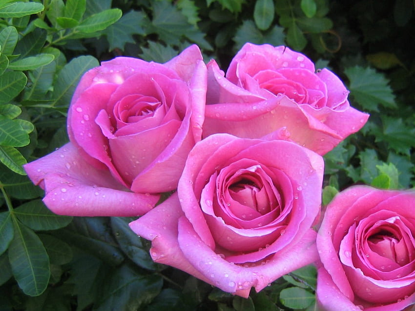 Pinks, nature, flowers, roses, beauty HD wallpaper