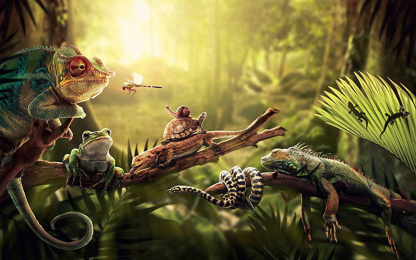 Reptile. Reptile, Reptile Animal et Reptile Alligator Fond d'écran HD