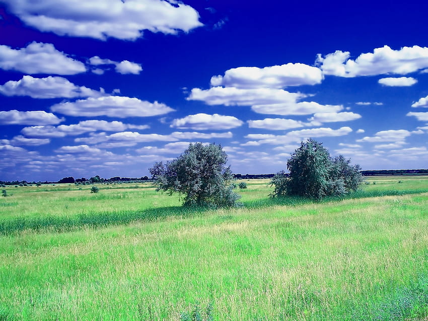 natureza, árvores, grama, céu, nuvens, verão, campo papel de parede HD