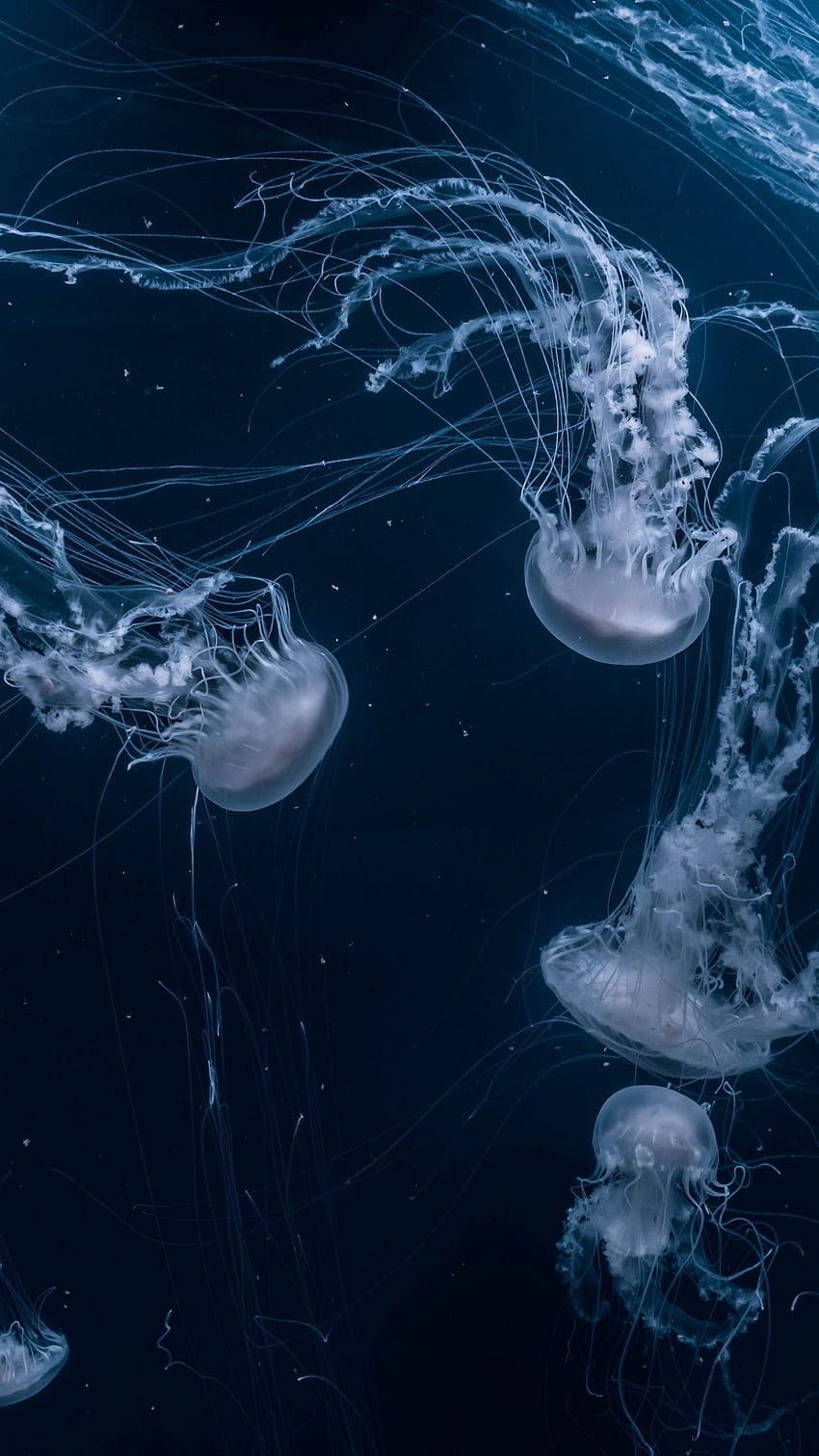 ubur-ubur, dunia bawah laut, Underwater Ocean iPhone wallpaper ponsel HD