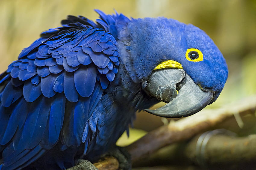Hyacinth Macaw and Background HD wallpaper