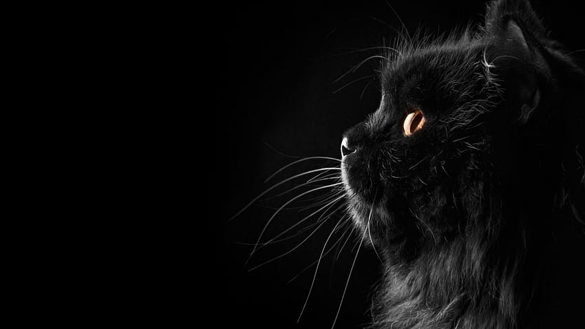Cat Background, Cute Black Cat HD wallpaper