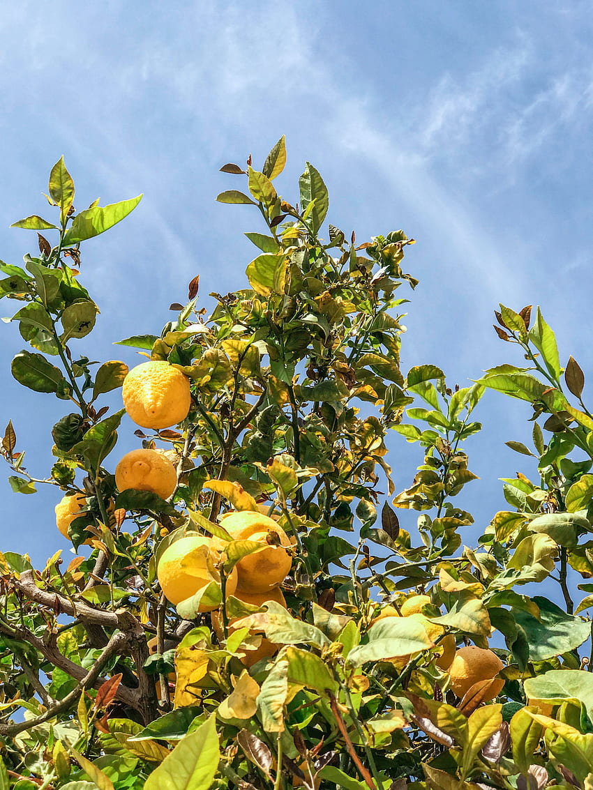 Lemon Tree · Stock HD phone wallpaper