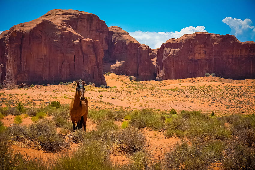 Animaux, Désert, Usa, United States, Cheval, Arizona, Far West, Valley Of Monuments, Monument Valley Fond d'écran HD