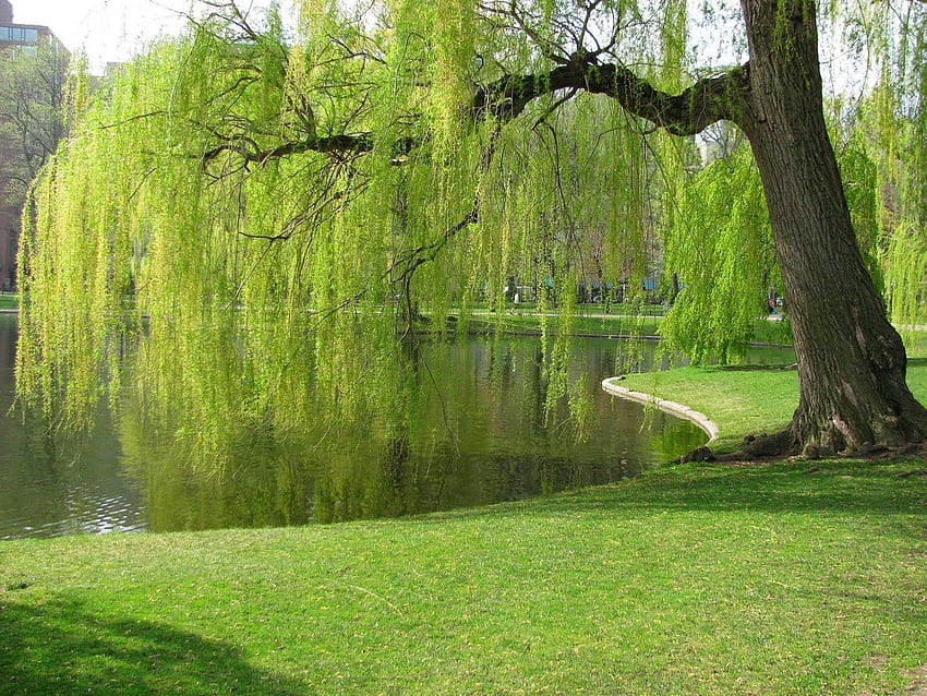Menangis Pohon Willow, Taman Umum Boston. Menangis willow, Pohon willow, Menangis pohon willow Wallpaper HD