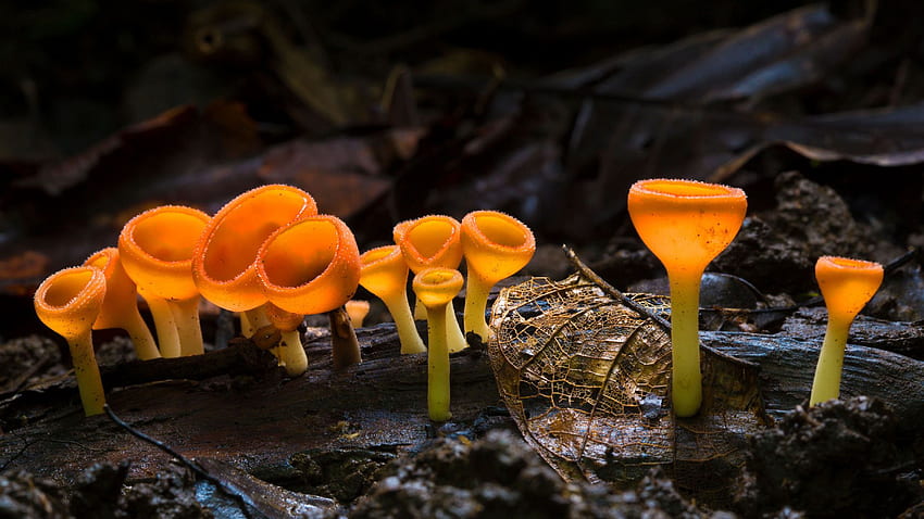 Cup Fungus – Bing HD wallpaper