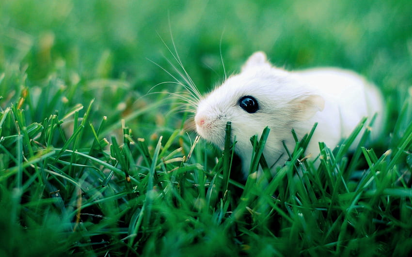 Tiere, Gras, Krabbeln, Nagetier, Hamster HD-Hintergrundbild