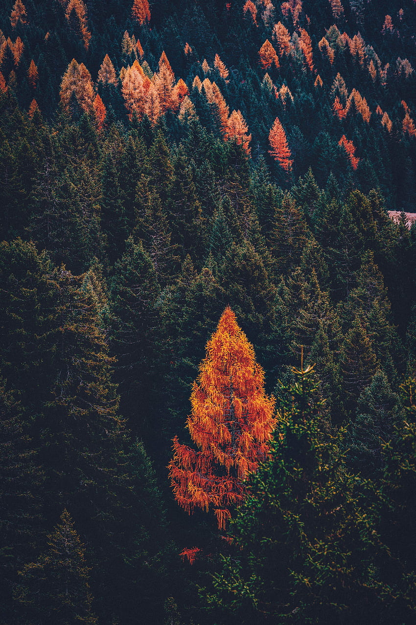 자연, 나무, 소나무, 침엽수, 숲 HD 전화 배경 화면
