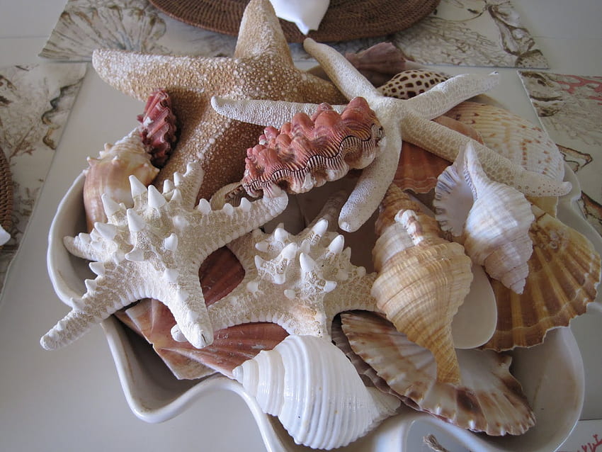 By The Sea, mar, formas, conchas marinas, varios fondo de pantalla | Pxfuel