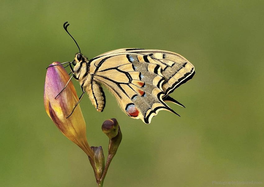 Festhalten, Tier, Flügel, Knospen, Schmetterling, Insekten, Makro HD-Hintergrundbild