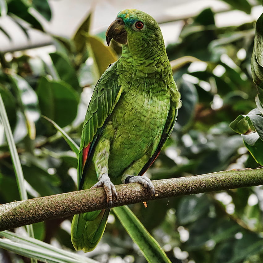 papuga, zielony, ptak, gałąź, tropikalny, egzotyczny ipad pro 12.9 siatkówka na tle paralaksy Tapeta na telefon HD