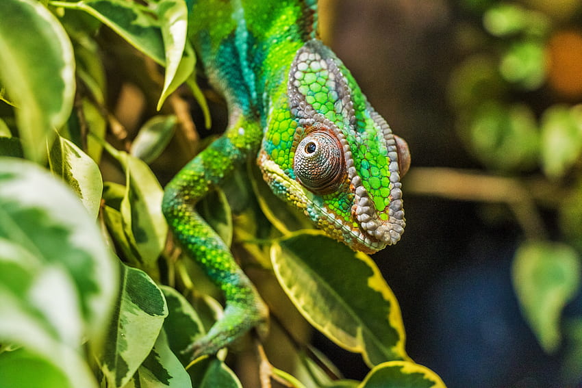 Animals, Lizard, Reptile, Chameleon HD wallpaper