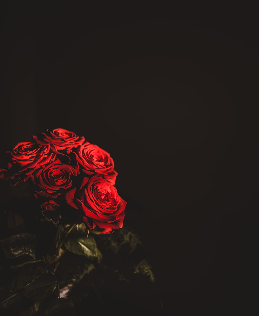 Flowers, Roses, Dark, Bouquet HD phone wallpaper