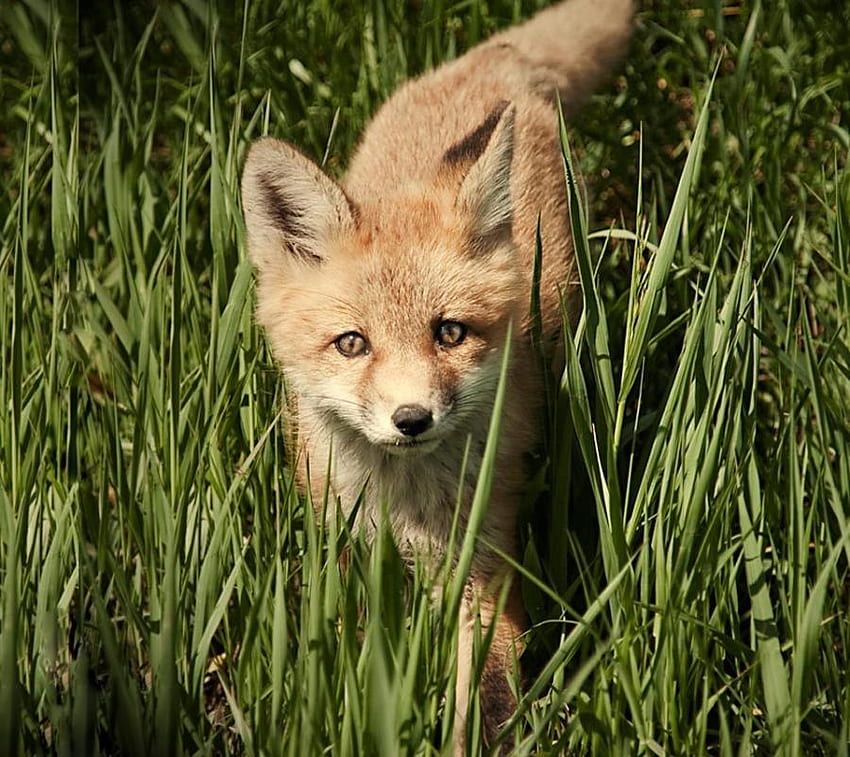 sweet red fox, cute, nature, grass, wild, fox, little HD wallpaper