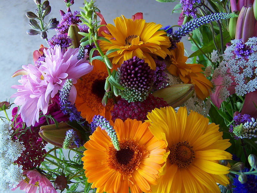 Schöne Blumen, Violett, Gelb, Liebe, Blau HD-Hintergrundbild