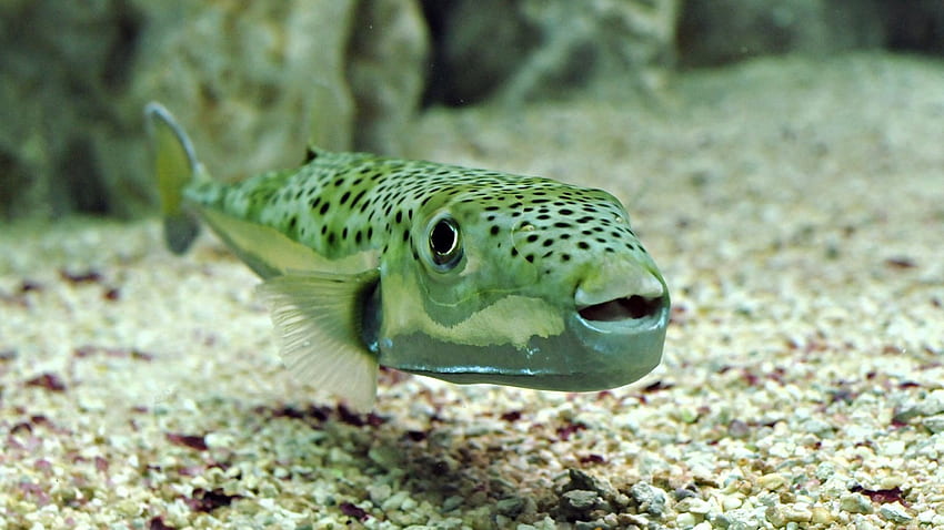ปลา อื่นๆ ธรรมชาติ สัตว์ วอลล์เปเปอร์ HD
