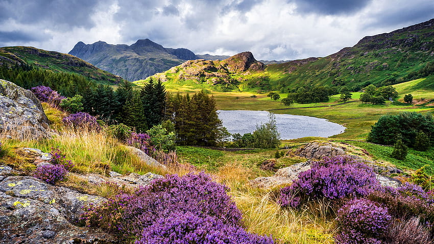 United Kingdom Cumbria Nature Spruce mountain Lake HD wallpaper