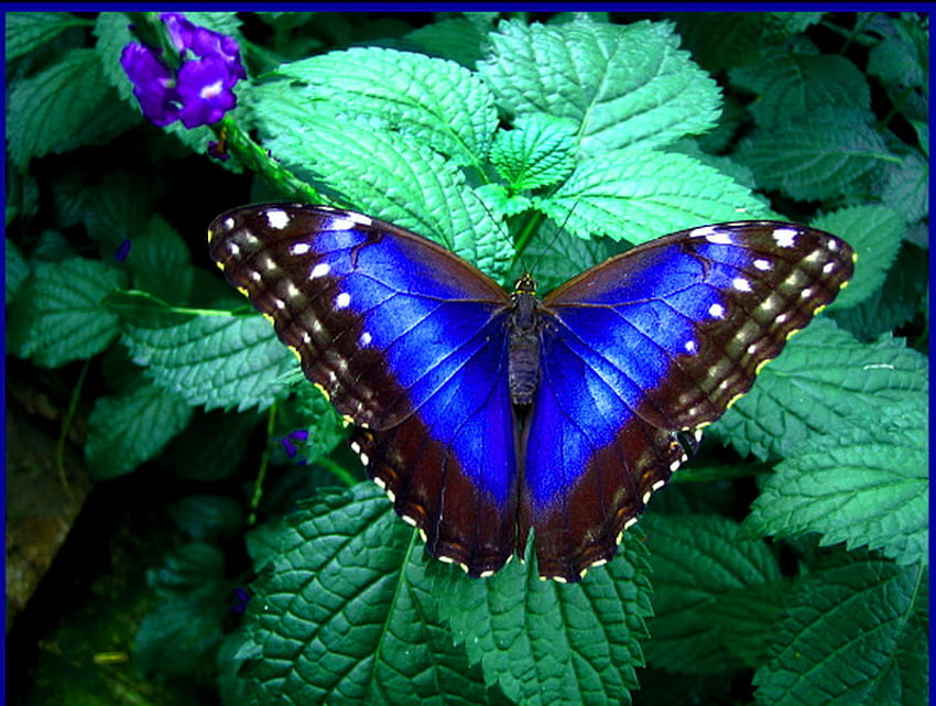 Morphos Schönheit, Flügel, grüne Blätter, Schmetterling, Morpho, blau schwarz weiß HD-Hintergrundbild