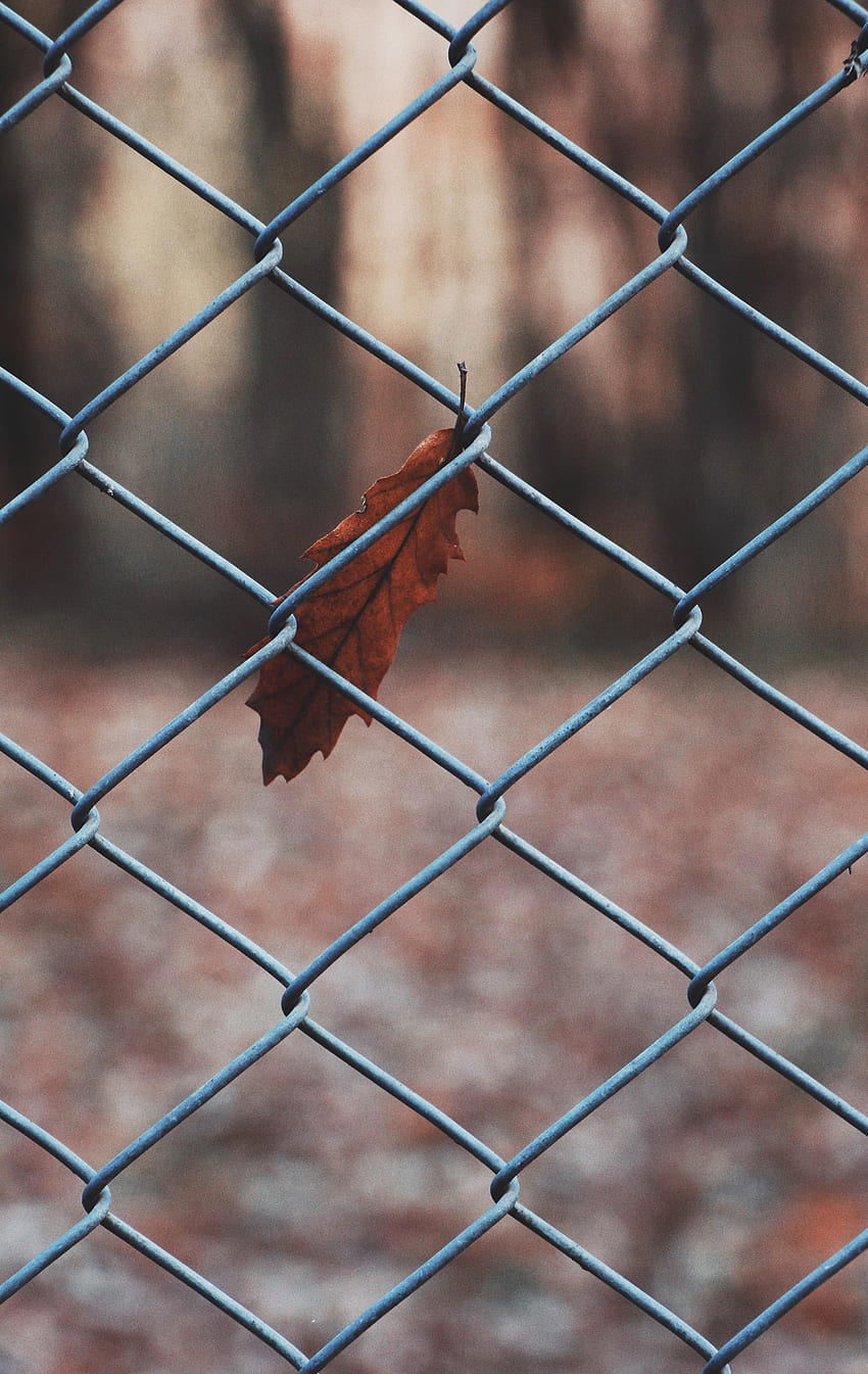 Macro, Grid, Sheet, Leaf, Metal, Metallic HD phone wallpaper