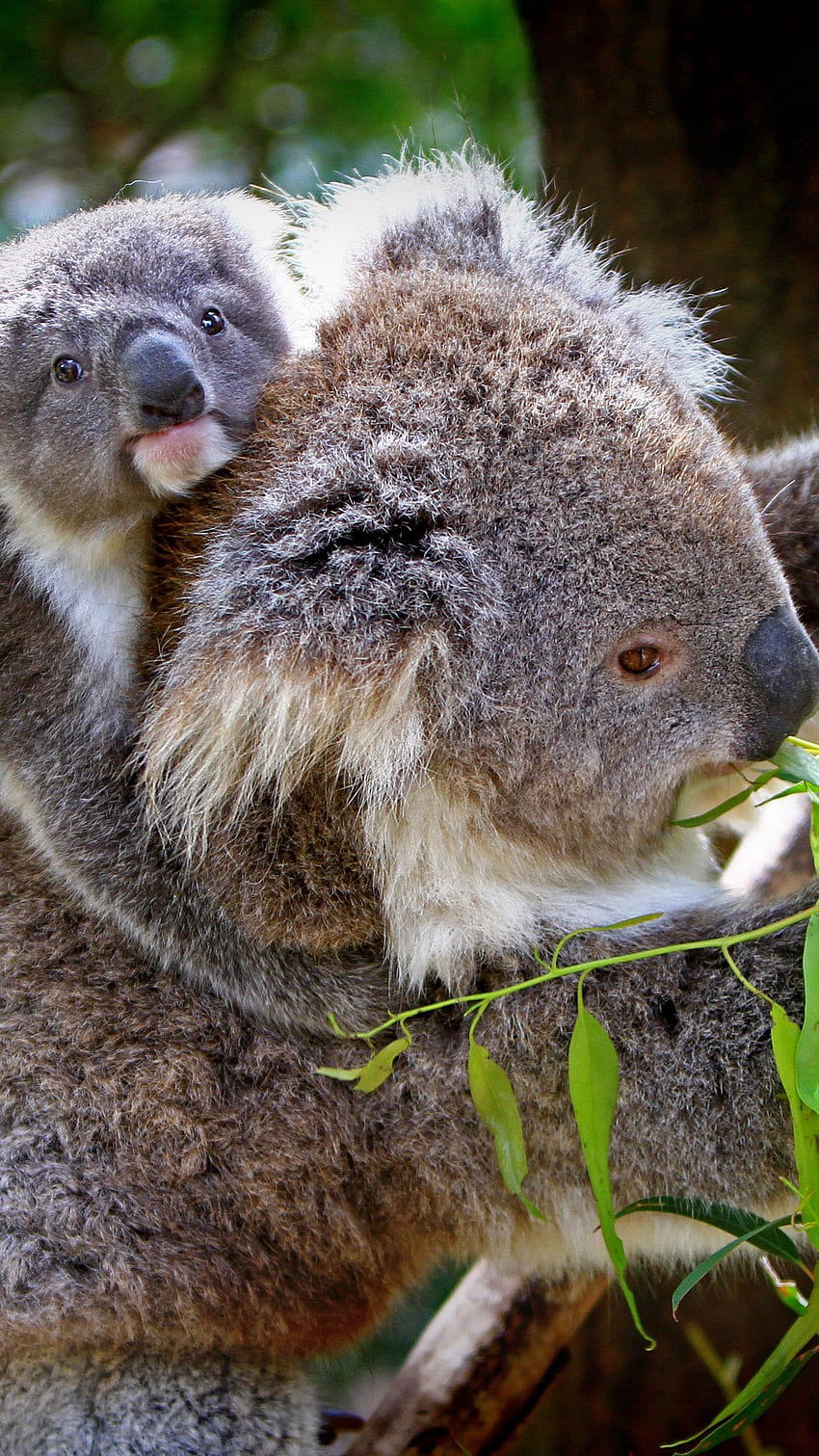 koala, baby, tree, eucalyptus iphone HD phone wallpaper