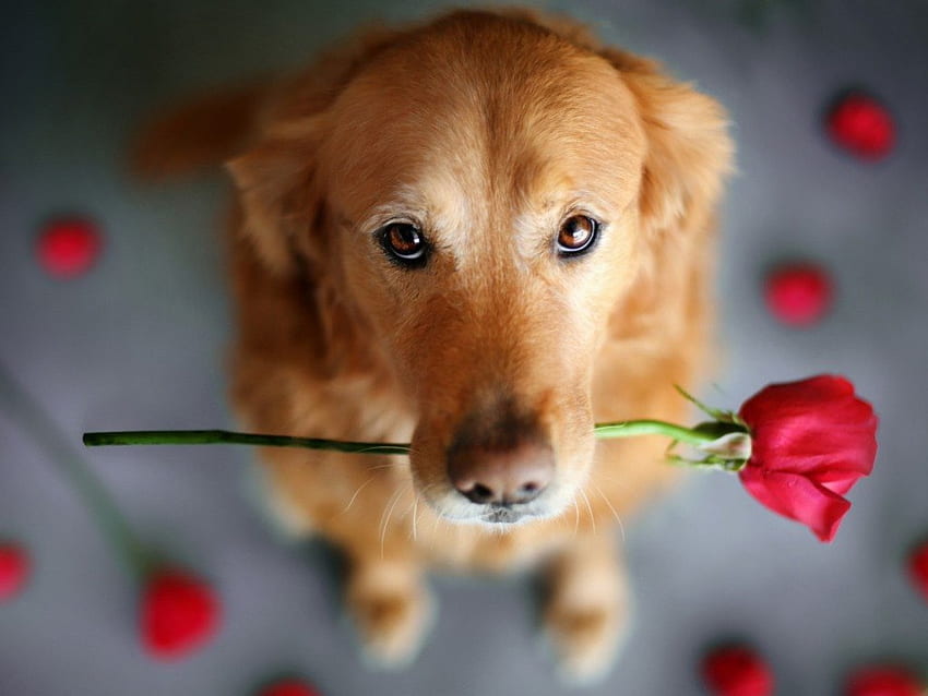Цветя за теб, куче, роза, животни, сладки, цветя HD тапет