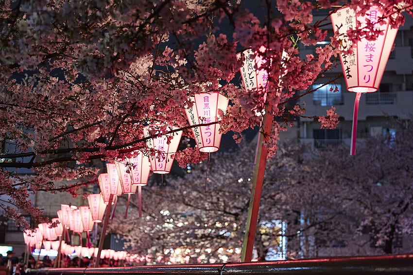 Sakura season: Guide to Japan's cherry blossoms, Zen Japanese Cherry ...