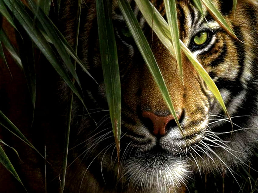 虎の顔、動物、虎、野生動物、大きな猫、猫 高画質の壁紙