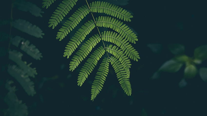 fern, leaf, plant, green tablet HD wallpaper