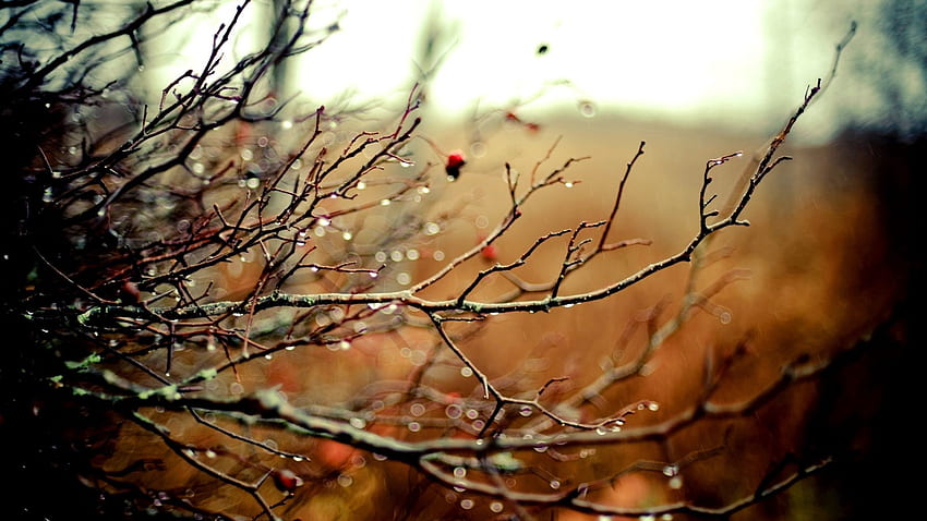 Nature, Autumn, Rain, Drops, Wood, Tree, Branches, Branch HD wallpaper