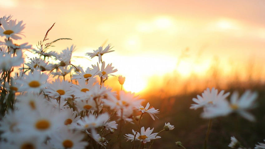Gänseblümchen-Blumen. Natur, Sonnenaufgang, Laptop, einfaches Gänseblümchen HD-Hintergrundbild