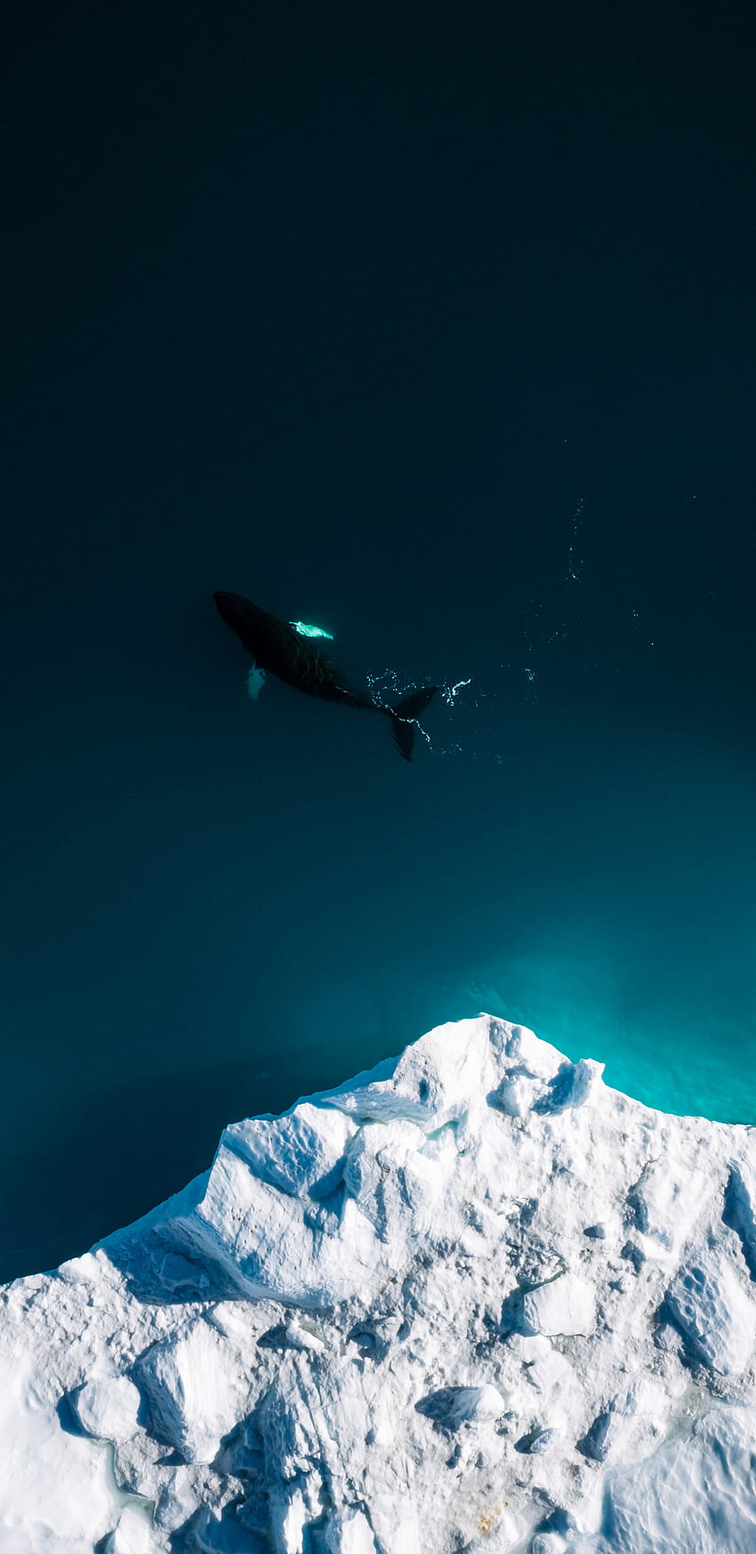 aerial shot, iceberg, whale, fish, sea, samsung galaxy s8, samsung galaxy s8 plus, , background, 18383 HD phone wallpaper