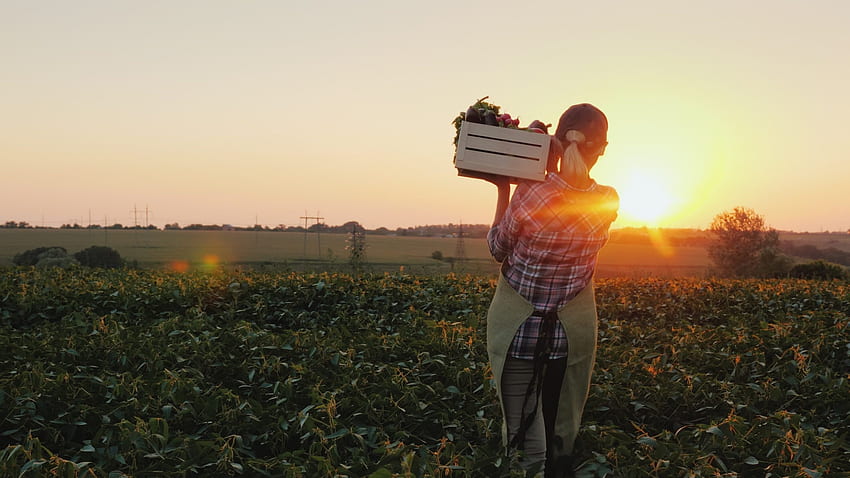 A Midwestern farmer carries fresh produce across her farm at sunset, midwest, nebraska, woman, golden hour, iowa, corn, field, midwestern, farmer, sky, produce, sun, sunset HD wallpaper