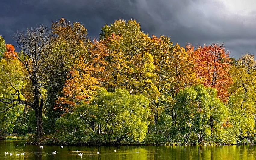 Nature, Trees, Ducks, Autumn, Clouds, Lake, Shore, Bank, Mainly Cloudy, Overcast HD wallpaper