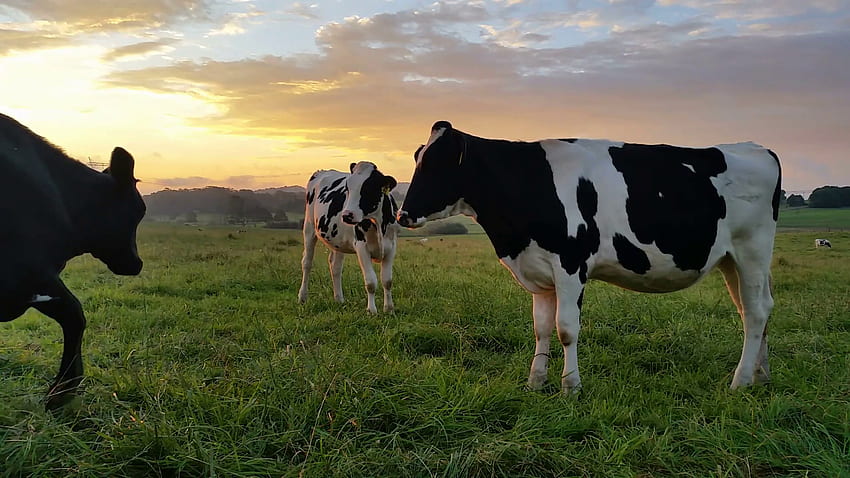 Sunset Cow, Cow Farm HD wallpaper