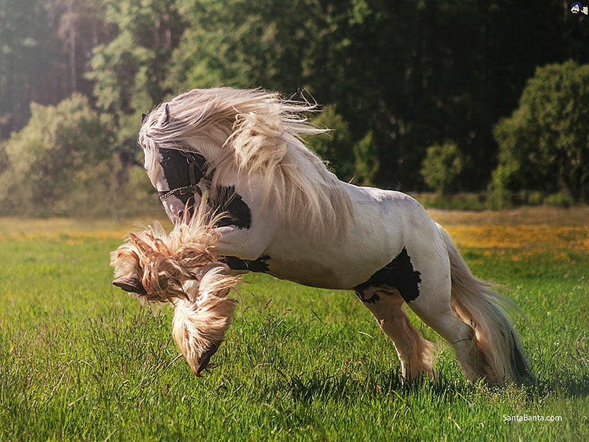 Horse breed, Shetland pony HD wallpaper