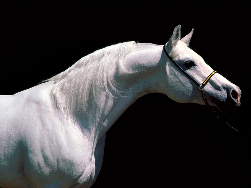 WHITE STALLION, horse, white, pretty, stallion HD wallpaper