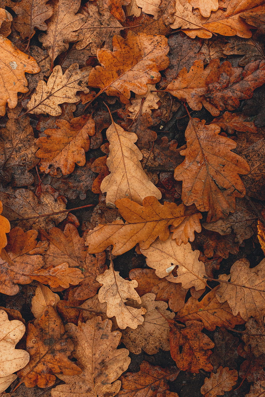 Autumn, Leaves, Macro, Brown, Dry, Fallen HD phone wallpaper