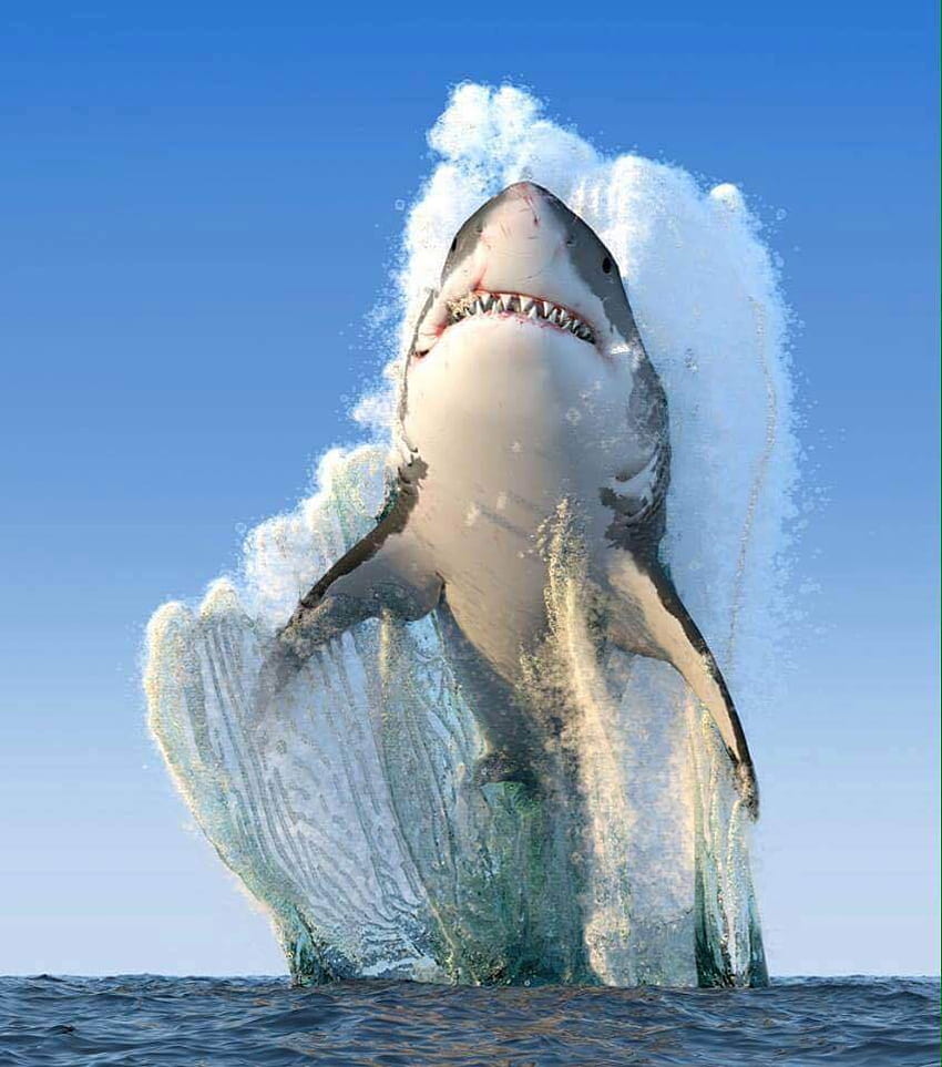 A great white shark breaching HD phone wallpaper