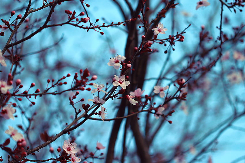 primavera, flores, cereza, ramas, flor, floración fondo de pantalla