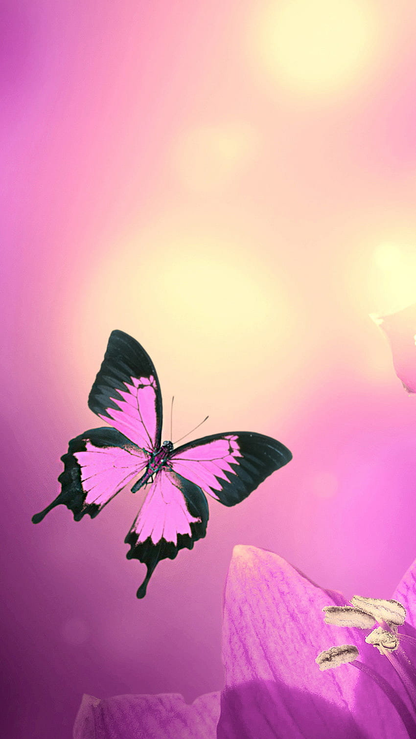 Pink Butterfly iPhone HD phone wallpaper | Pxfuel