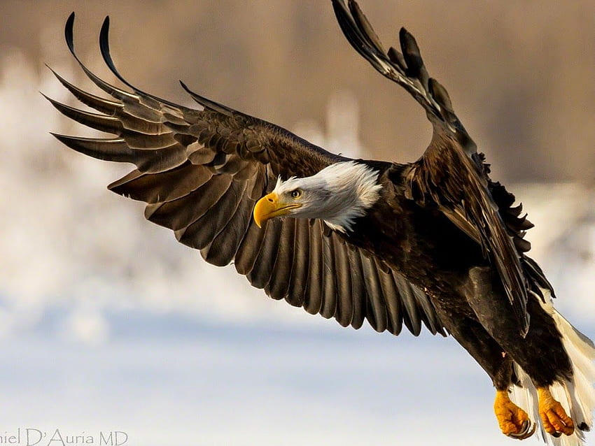 ALL : Beautiful Bald Eagle, Brown Eagle HD wallpaper