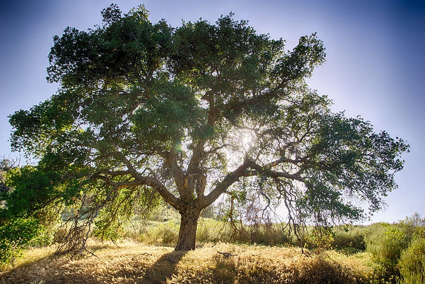 ต้นโอ๊ก ดิน กองบัญชาการต้นโอ๊ก 2019 โอ๊คลีฟ วอลล์เปเปอร์ HD
