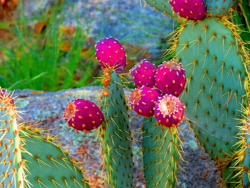 Cactus [] für Ihr , Handy & Tablet. Entdecken Sie Kakteen. Kaktushintergrund, Aquarellkaktus, Kaktusblume, Weihnachtssukkulenten HD-Hintergrundbild